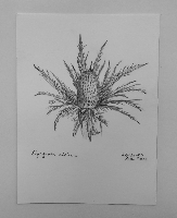 Eryngium alpinum